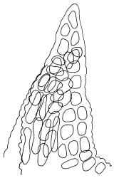 Anoectangium aestivum, leaf apex, papillae omitted. Drawn from W. Martin s.n., s.d., 17 Apr. 1950, CHR 566191.
 Image: R.D. Seppelt © R.D.Seppelt All rights reserved